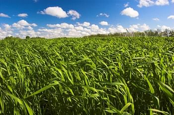 Forage Crops