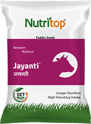 Jayanti, Best Berseem Seeds,  Thumbnail Image