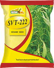 SVT-222  भारत सरकार द्वारा अधिसूचित, Best Til Seeds,  Thumbnail Image