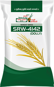 SRW-4142 (Dolly), Best Wheat Seeds,  Thumbnail Image