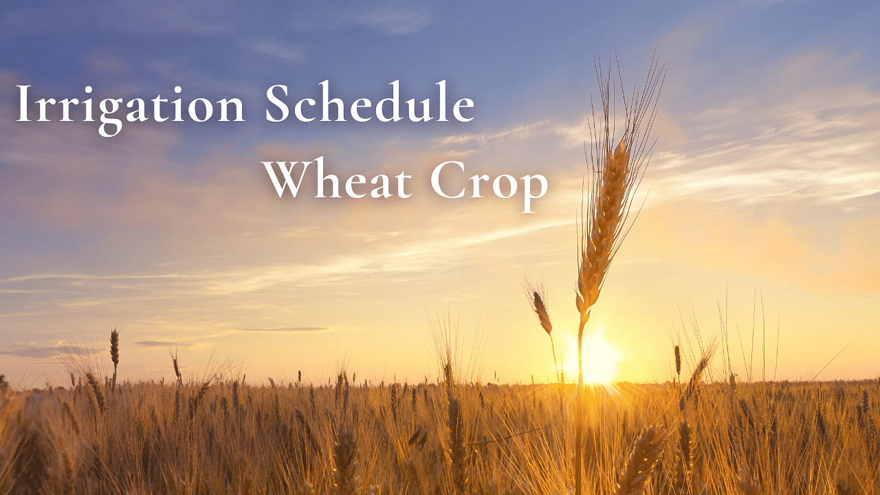 Irrigation Schedule for Wheat Crop: A Guide to Boost Productivity