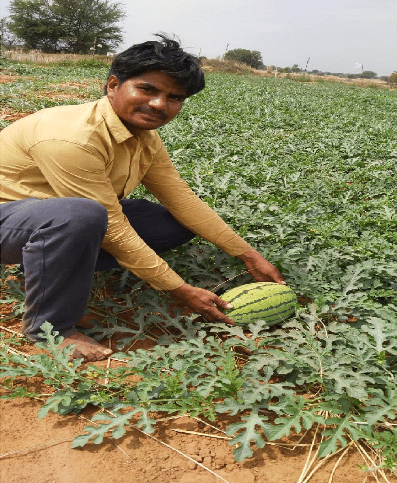 Watermelon 