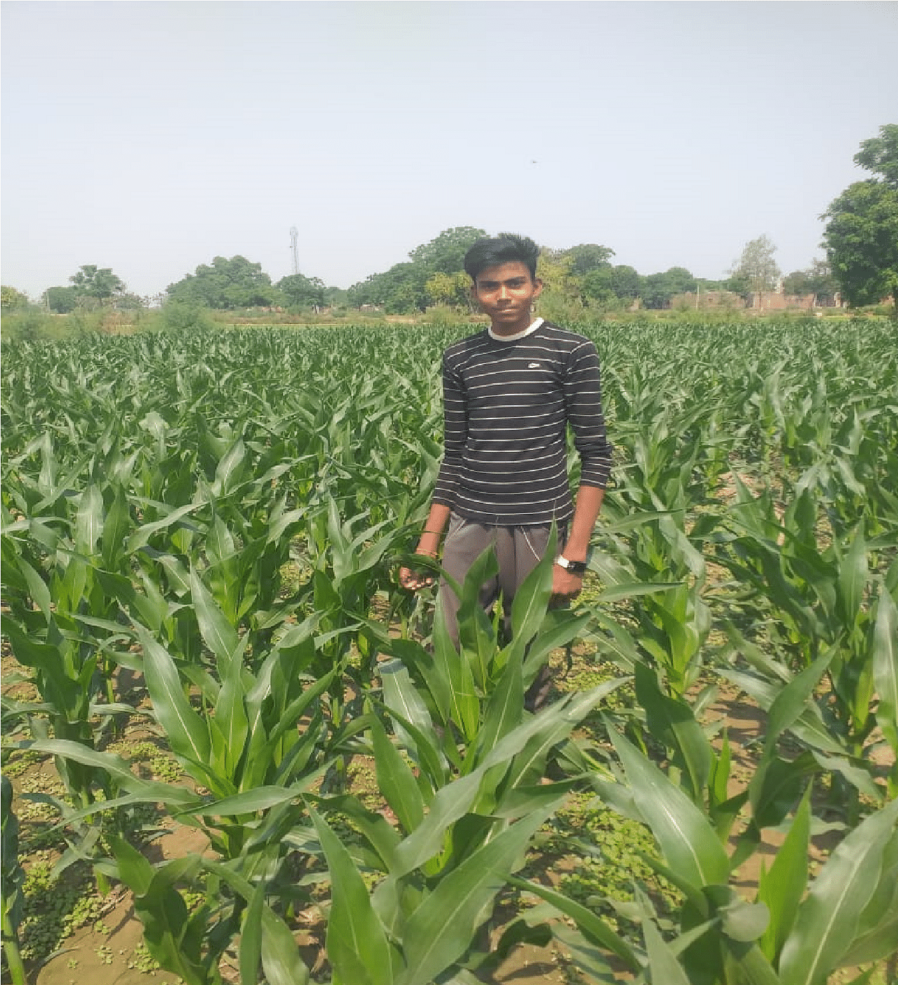 Maize