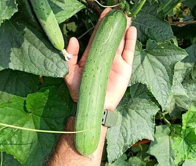 Cucumber