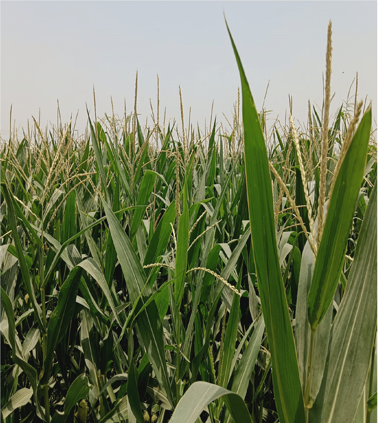 Maize