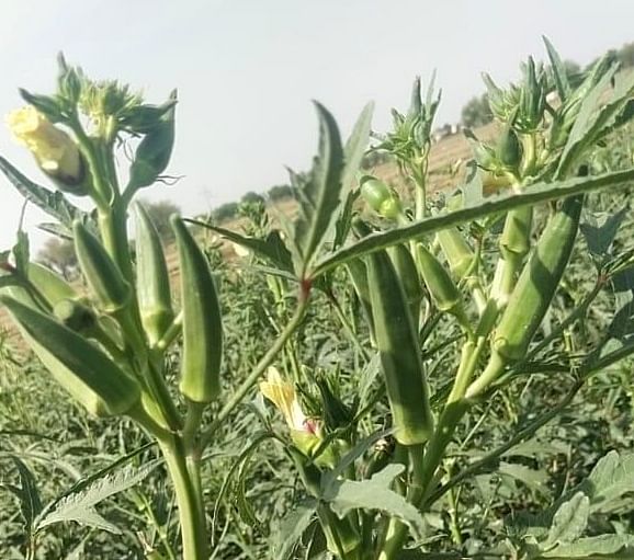 Okra