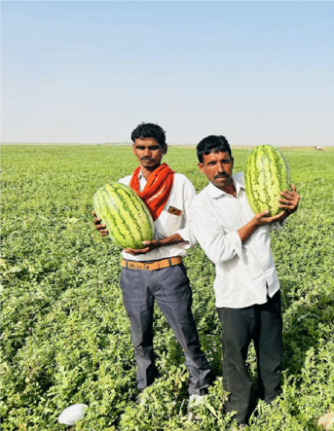 Watermelon 