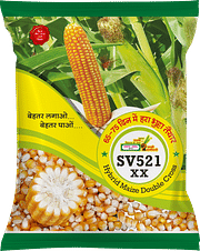 SV521 xx, Best Maize Seeds,  Thumbnail Image