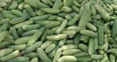 Cucumber