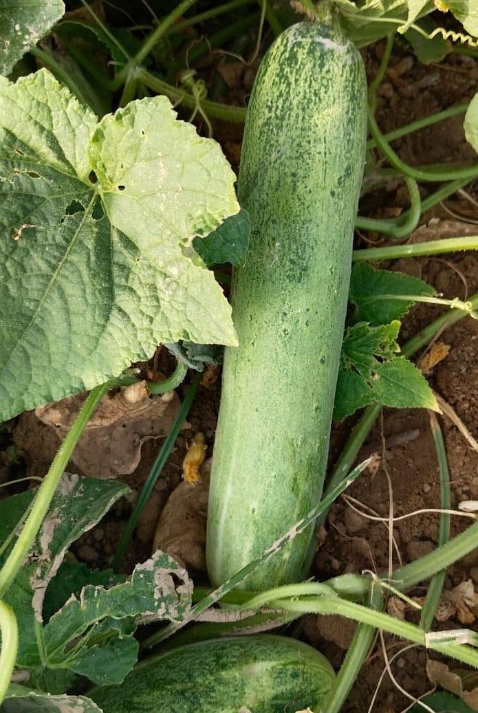 Cucumber