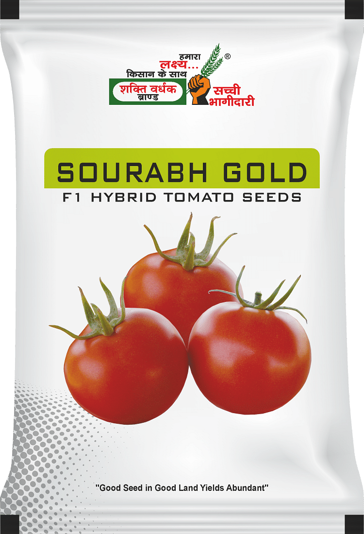 सौरभ गोल्ड, Best Tomato Seeds, 