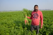 हिसार रसीली, Best Carrot Seeds,  Thumbnail Image