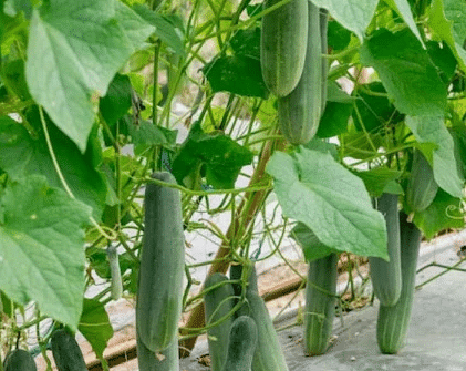 Cucumber