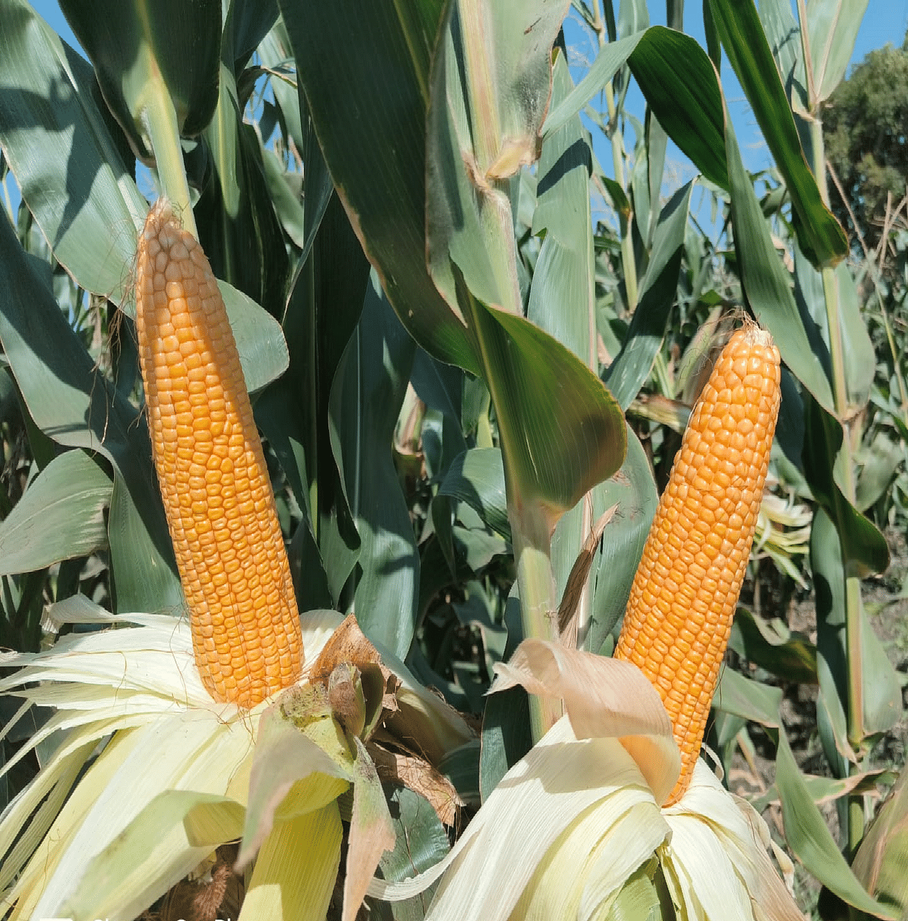 Maize