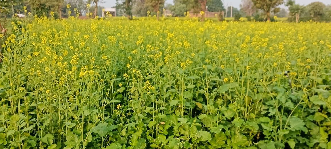  Package of Practices for Mustard Cultivation