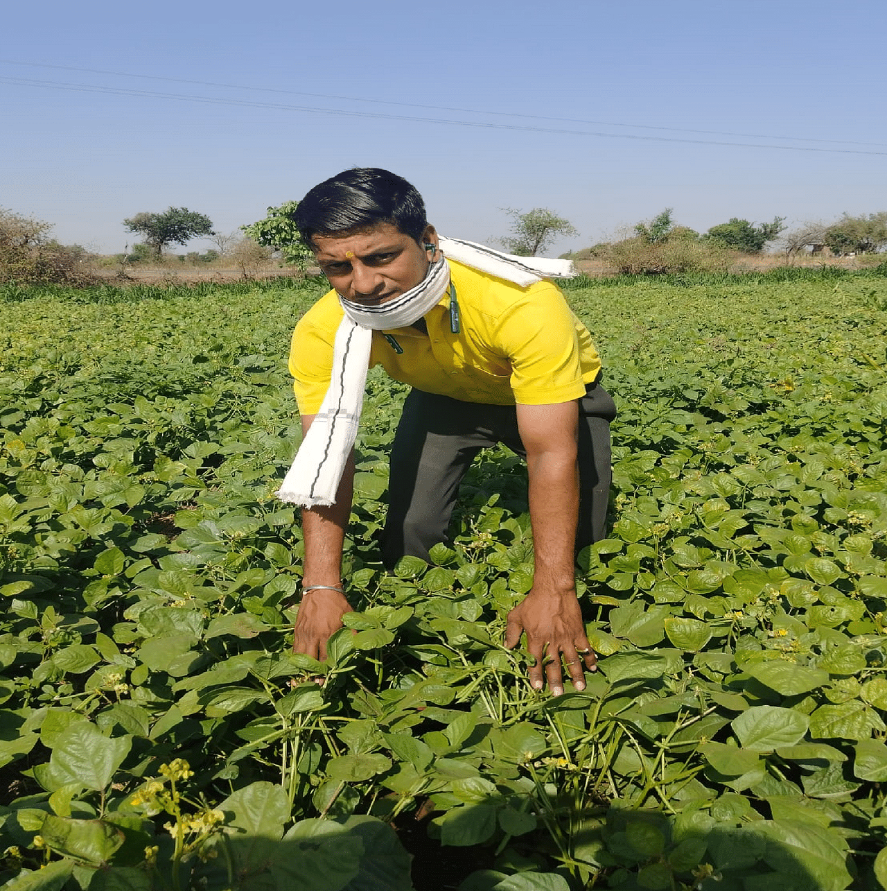 Moong ( मूंग )