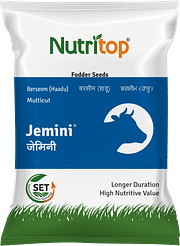 Jemini, Best Berseem Seeds,  Thumbnail Image