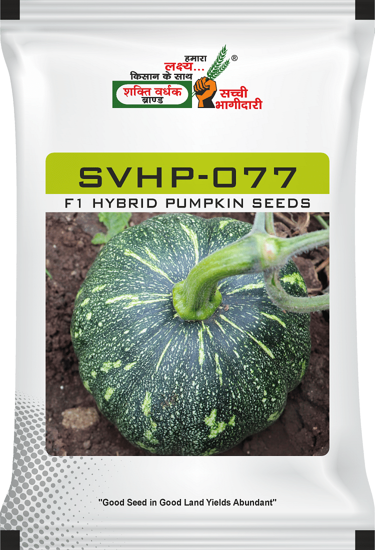 SVHP-077, Best Pumpkin Seeds, 