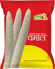 धमाल, Best Bajra Seeds,  Thumbnail Image