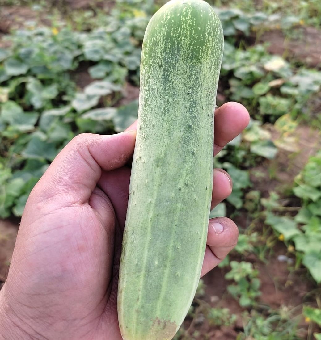 Cucumber