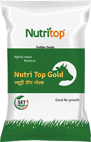 Nutri Top Gold, Best Jowar Seeds,  Thumbnail Image