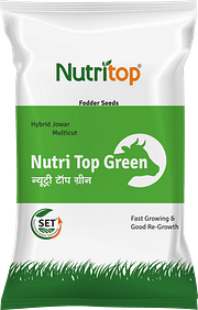 Nutri Top Green, Best Jowar Seeds,  Thumbnail Image